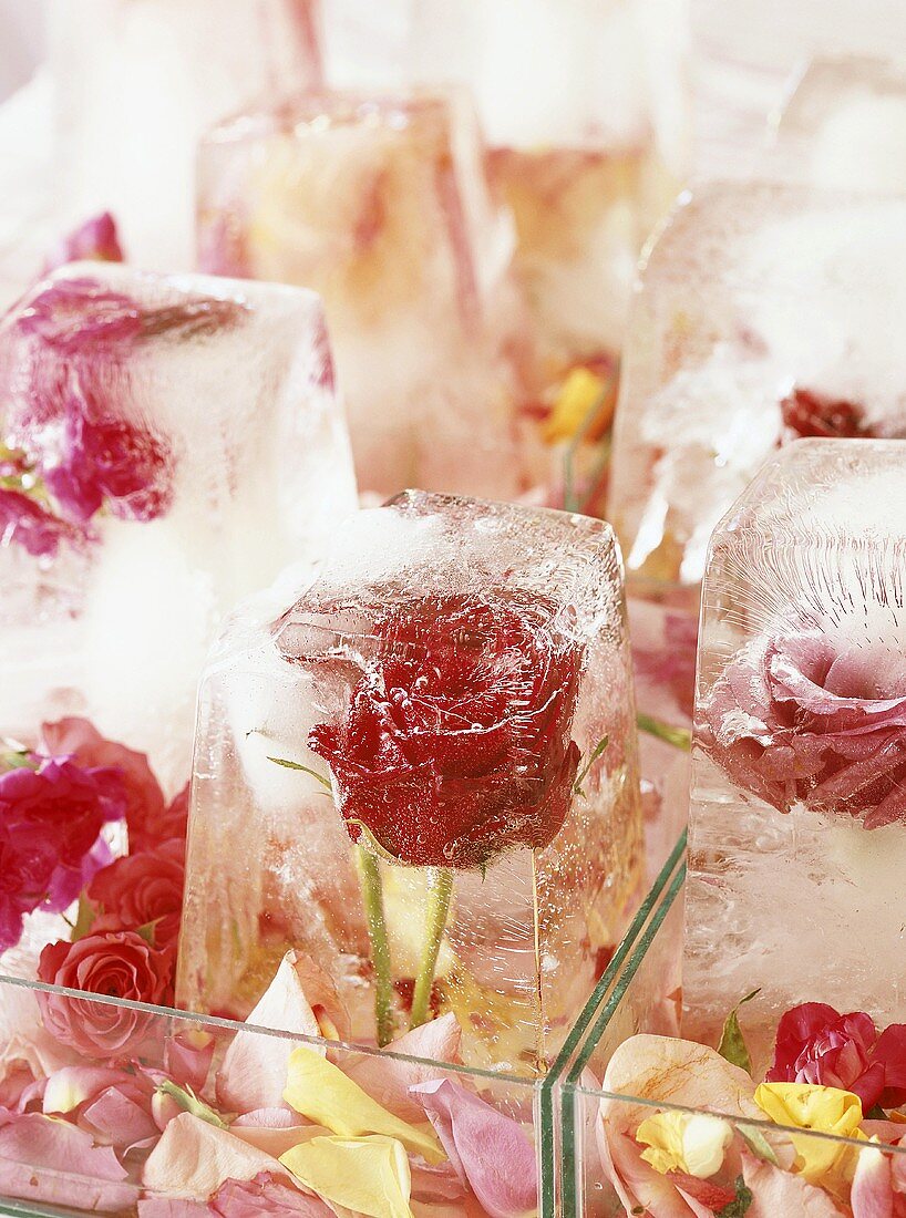 Rosen in Eiswürfeln