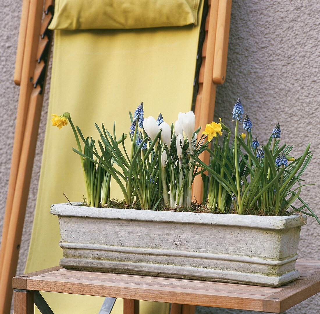 Spring flowers in window box