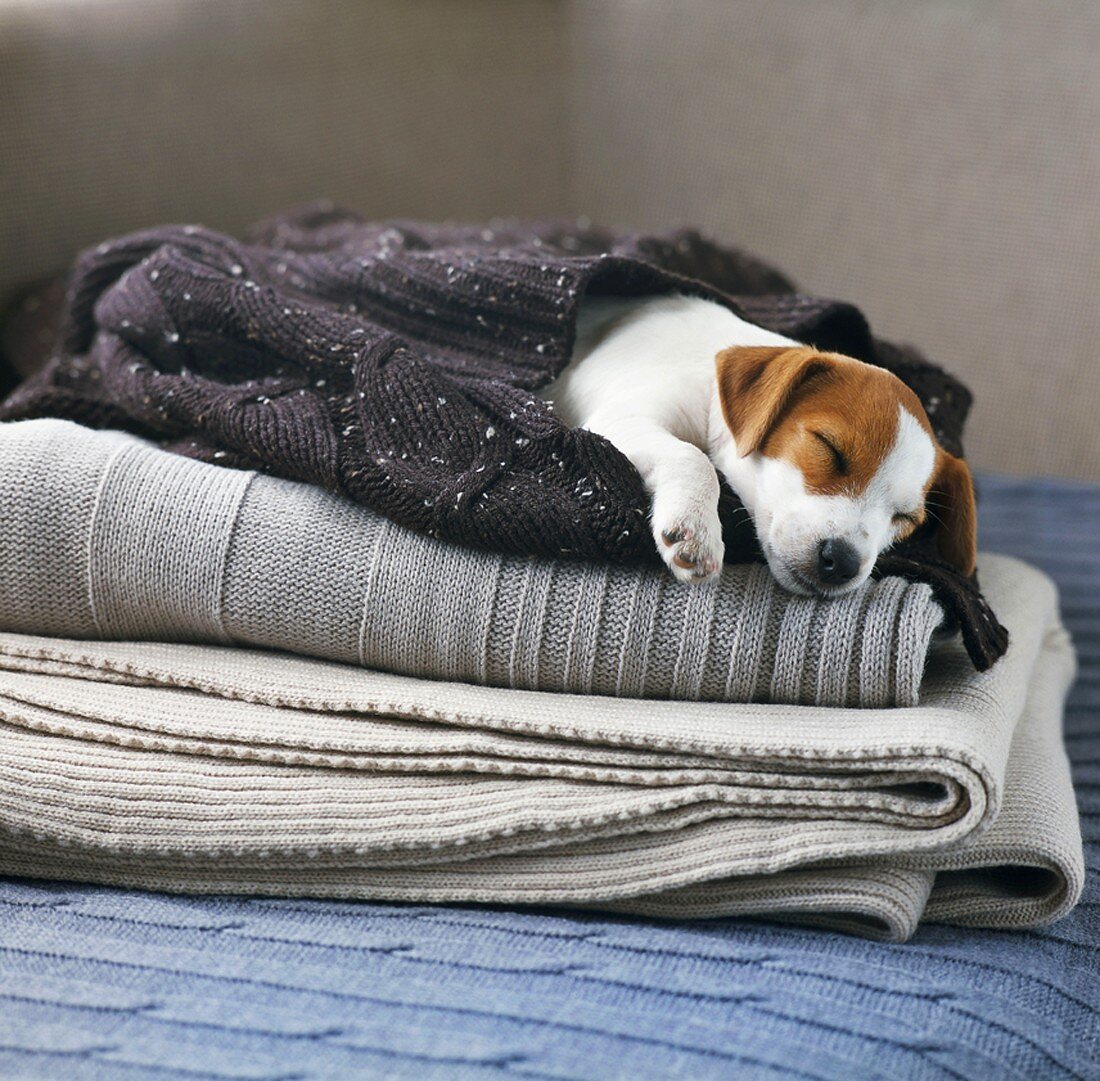 Sleeping dog wrapped in jumper