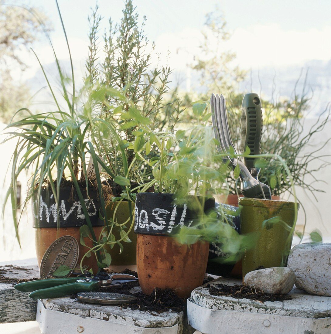 Verschiedene Küchenkräuter und Gartenpflanzen