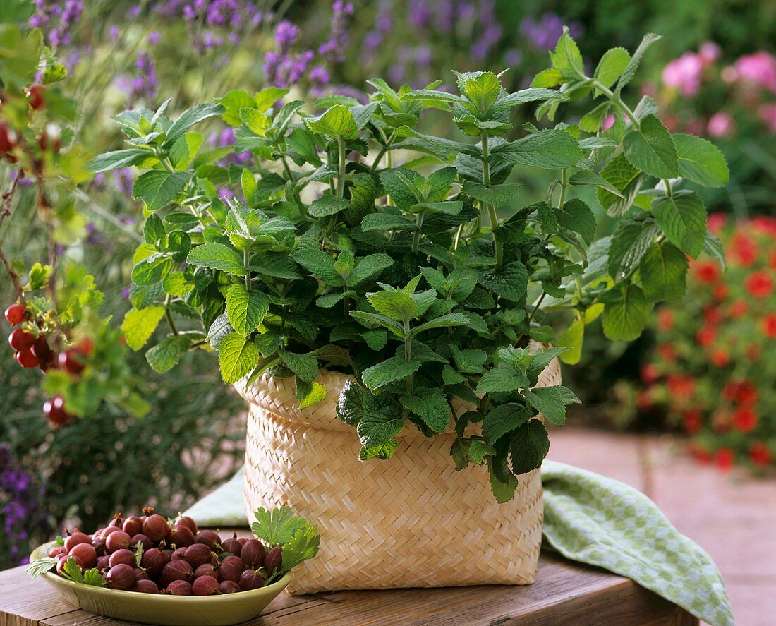 Mint in woven basket and a plate of gooseberries
