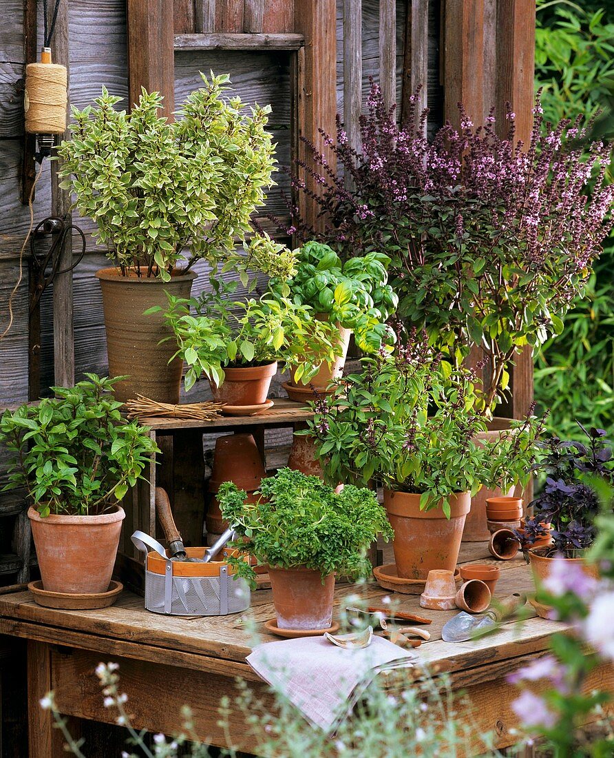 Various varieties of basil in pots on a wooden table