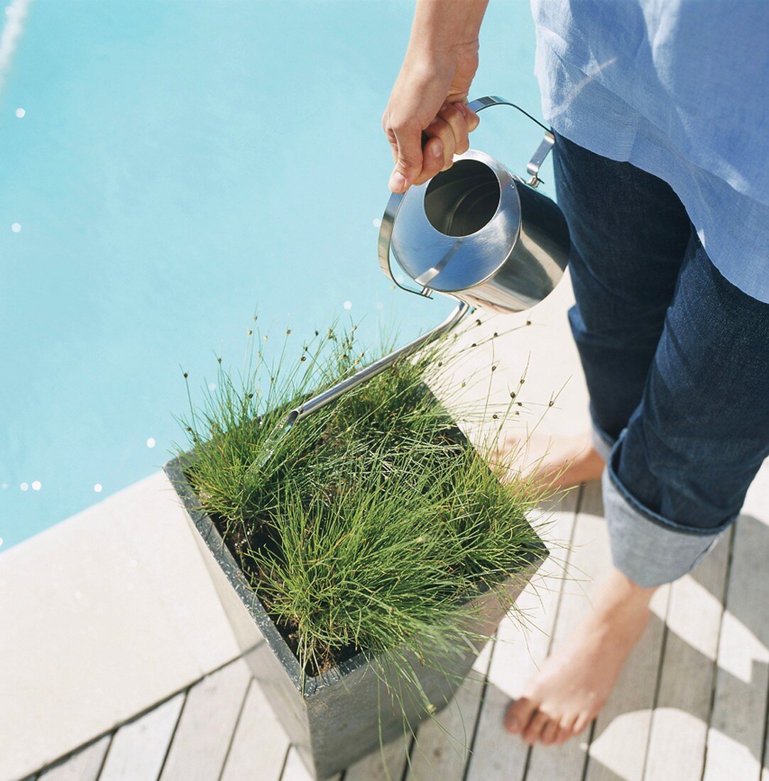 Mensch giesst Pflanze im Topf neben einem Swimming Pool