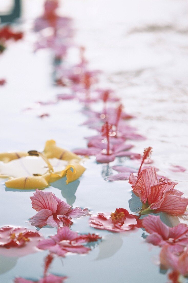Pink hibiscus flowers floating in water