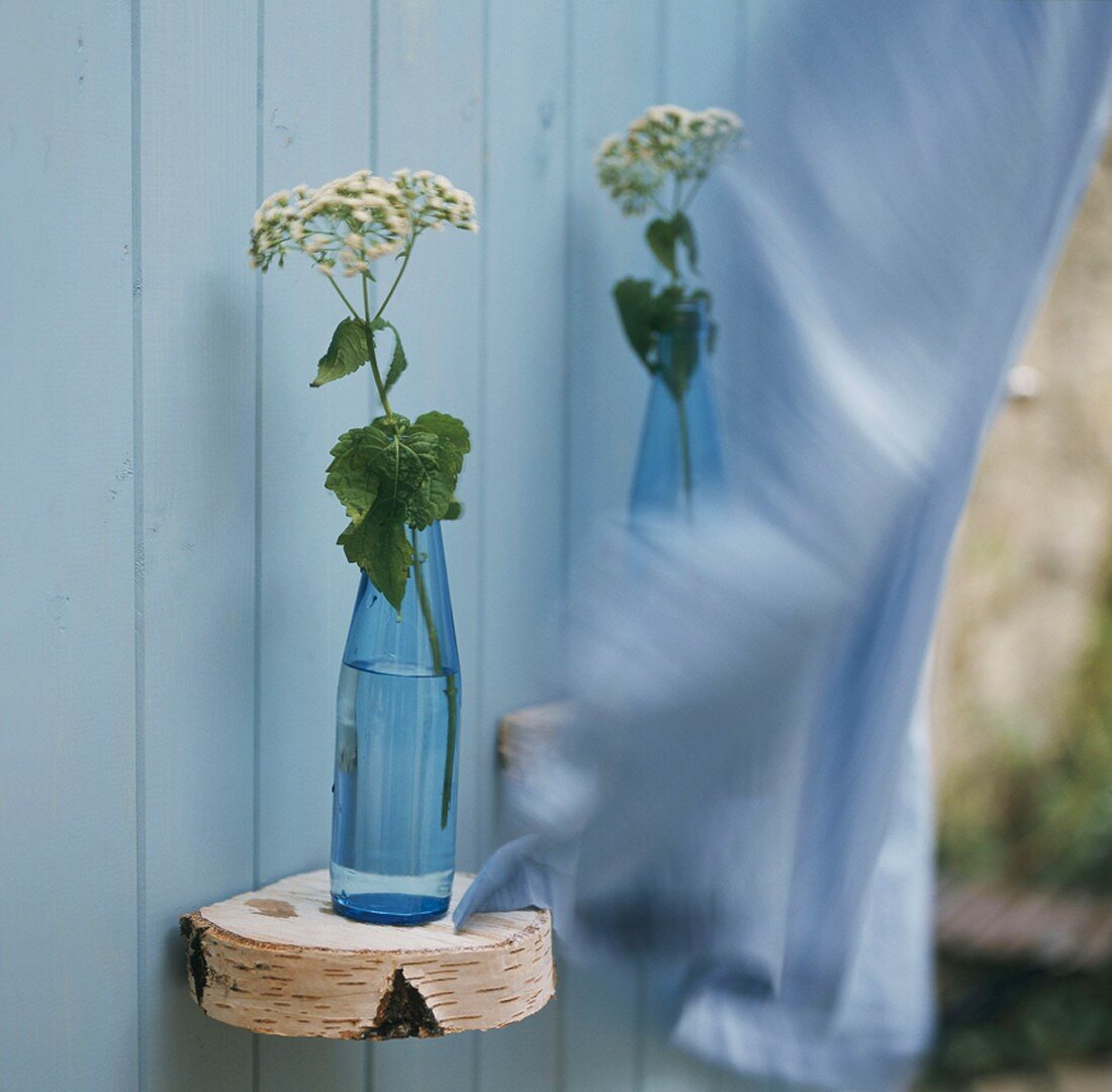 Flower in blue bottle against wooden wall