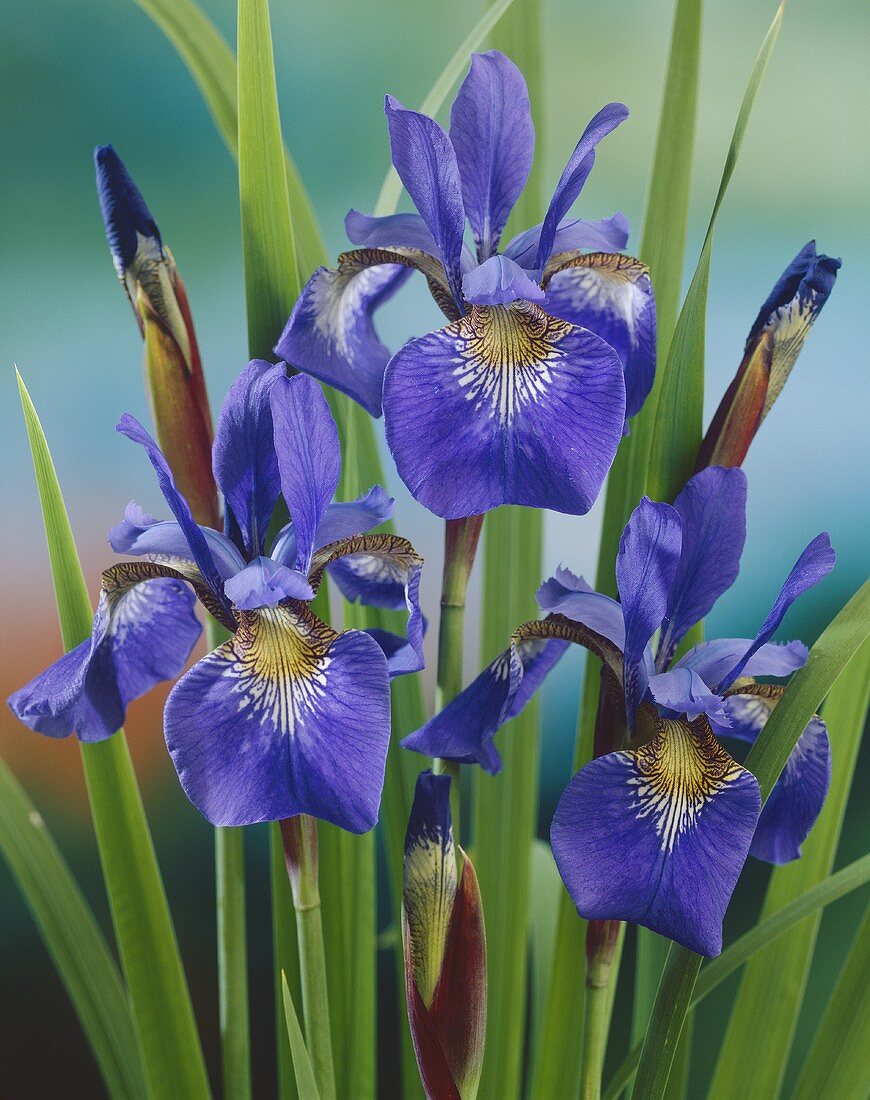 Sibirische Schwertlilie (lat. Iris Siberica)