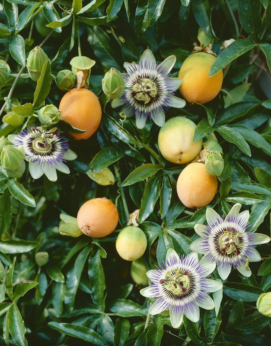 Passionsblumen an der Pflanze (Passiflora caerulea)