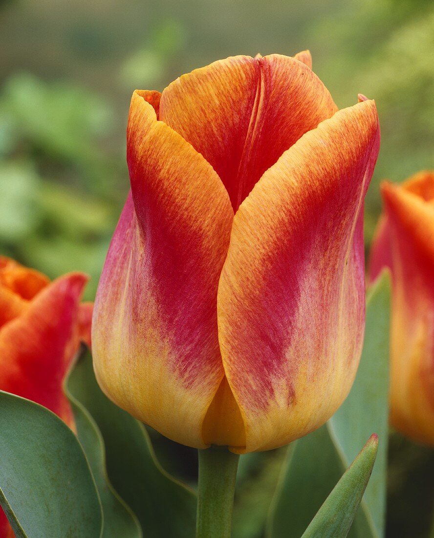 Rot-gelbe Tulpe der Sorte Thule