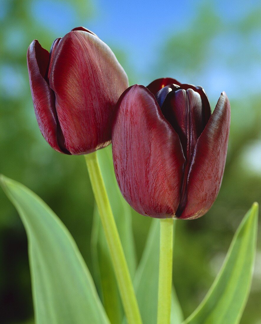 Tulips, variety 'Queen of Night'