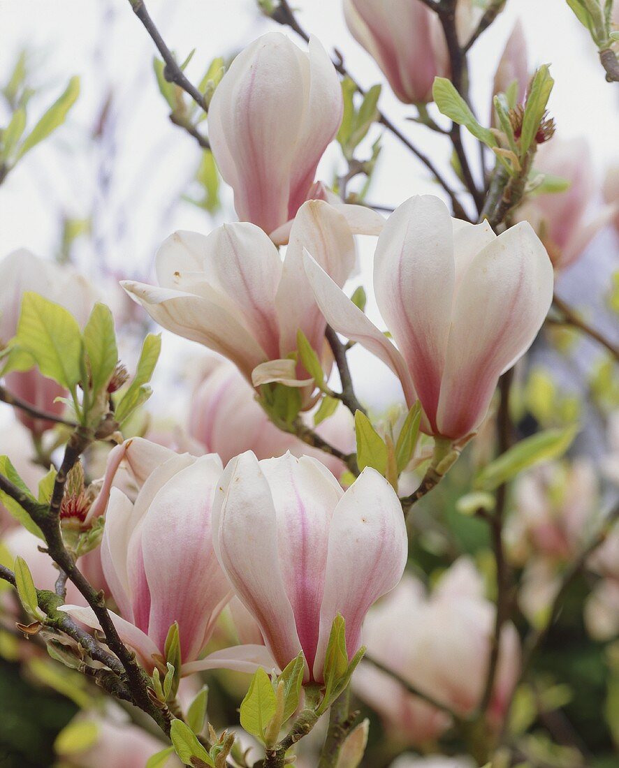 Tulpenmagnolien (lat. Magnolia soulangiana)