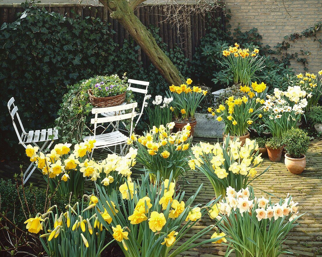 Spring garden with flowering narcissi
