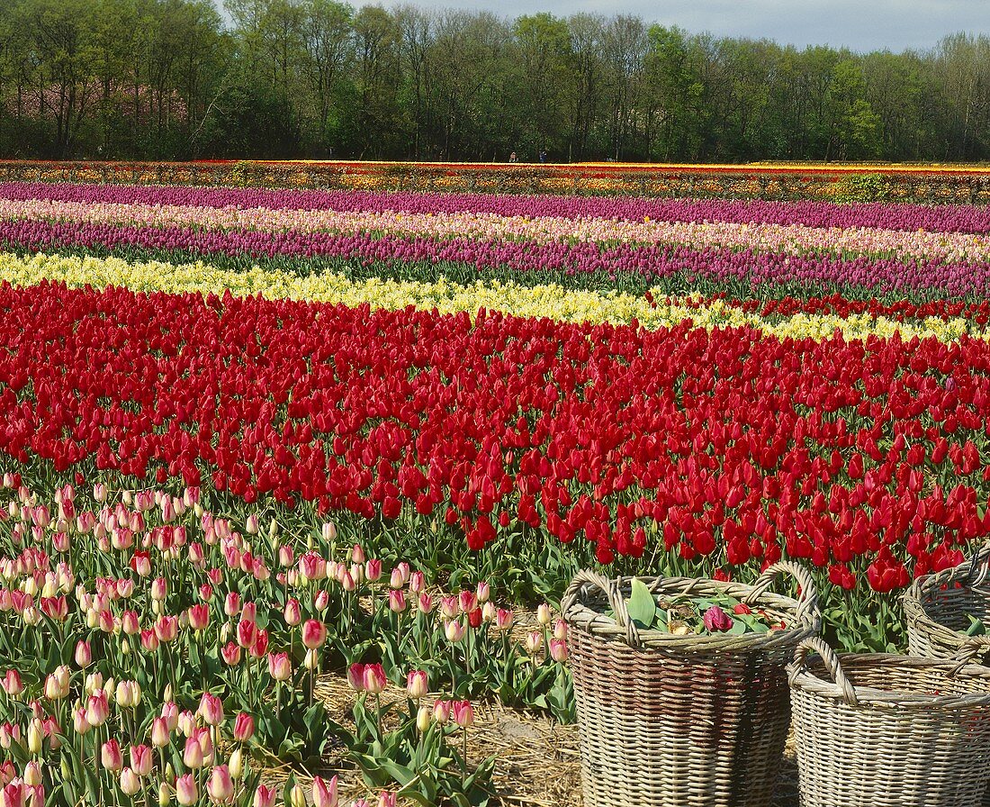 Large tulip field with baskets
