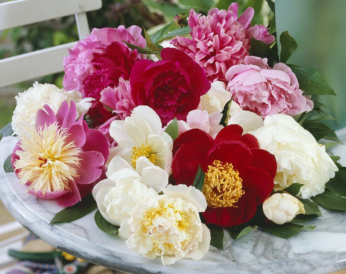 Mixed peony flowers on table