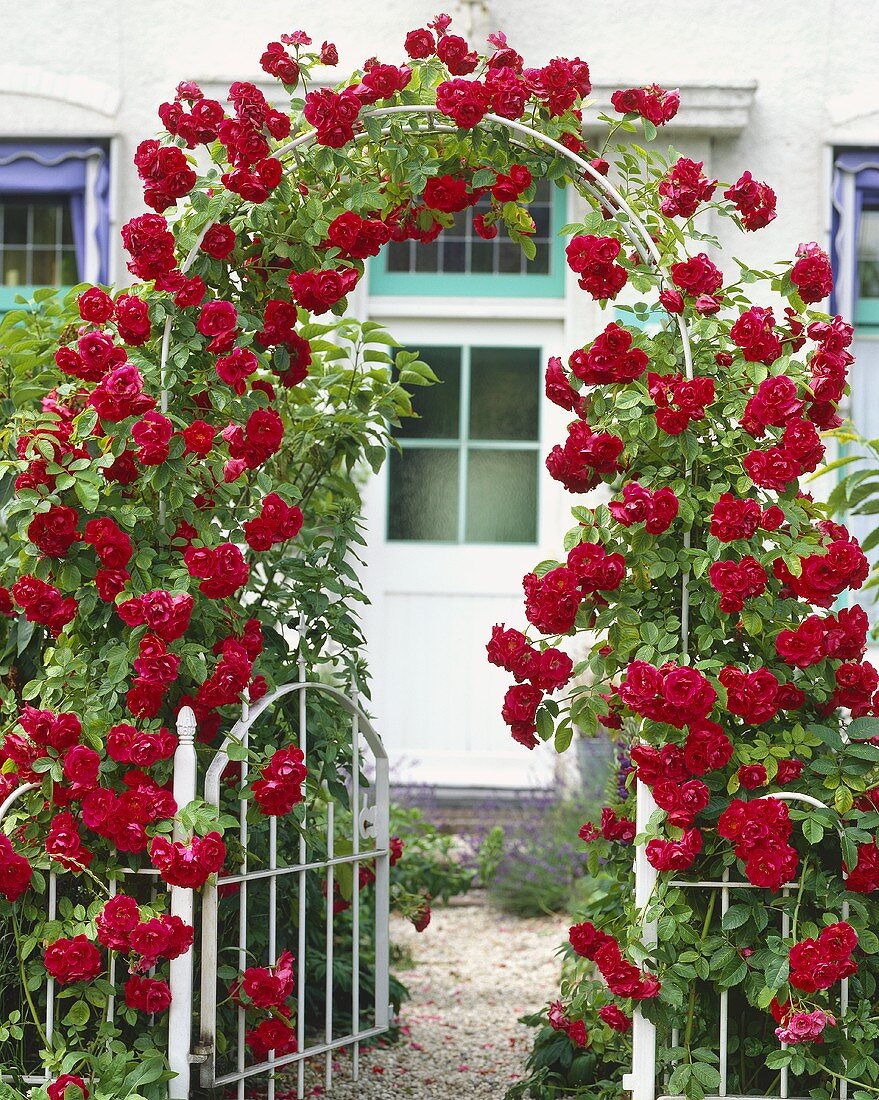 Arch of red climbing roses – Buy image – 349410 living4media