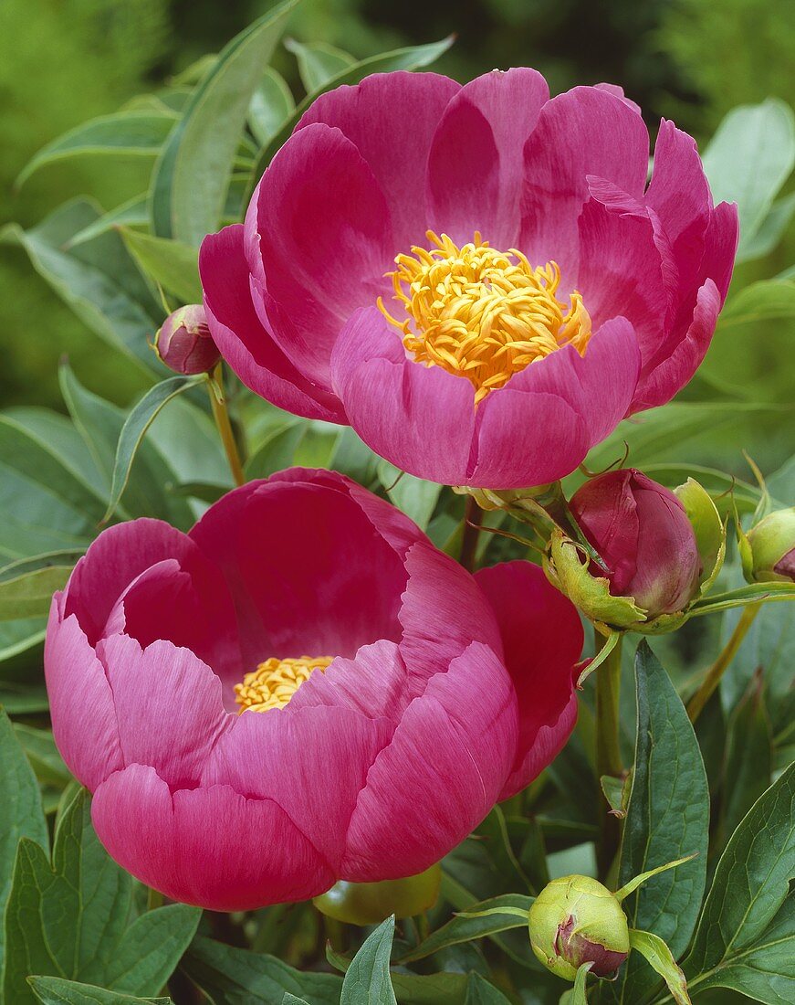 Pink peonies