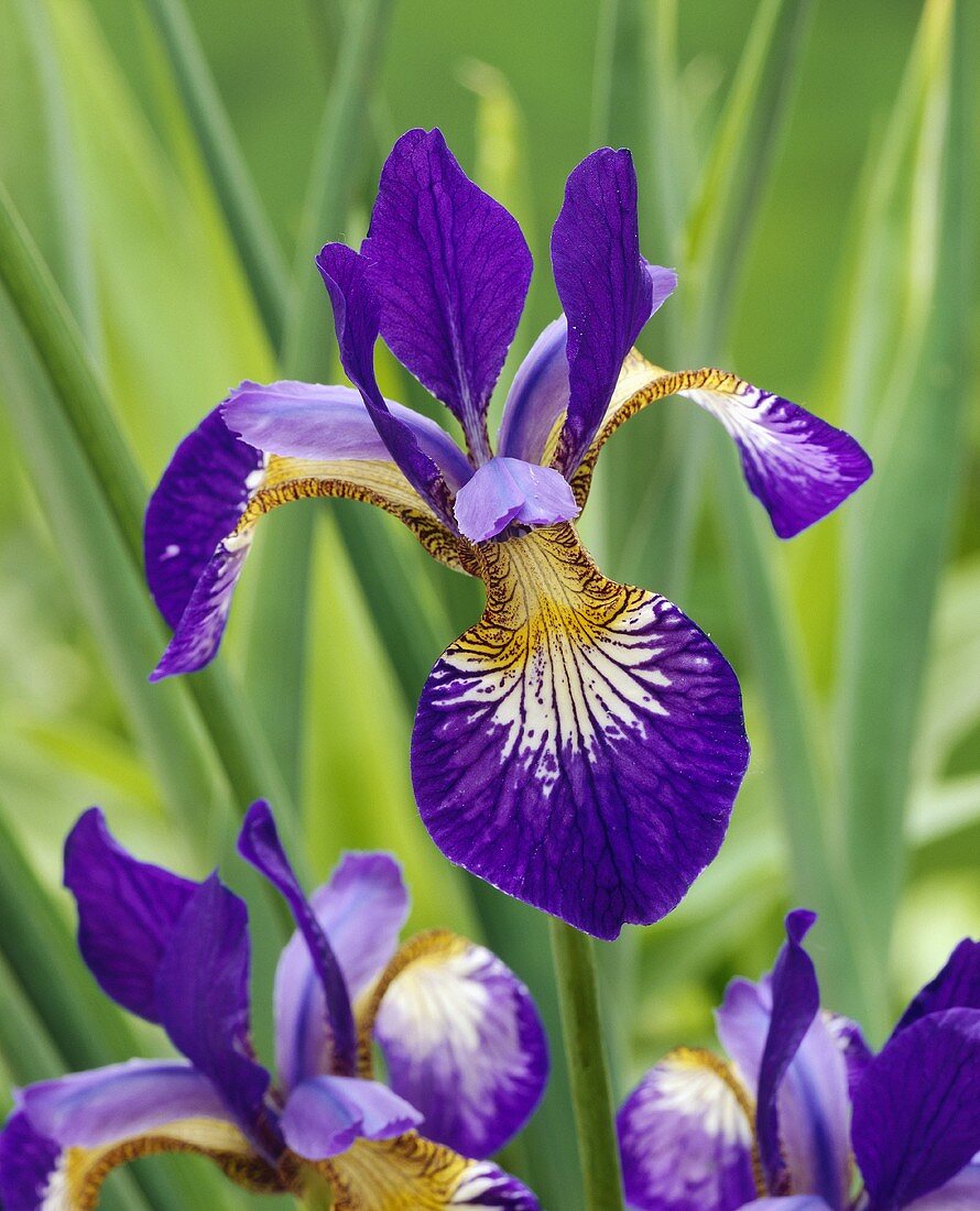 Irisblüten (lat. Iris sibirica Ottowa)