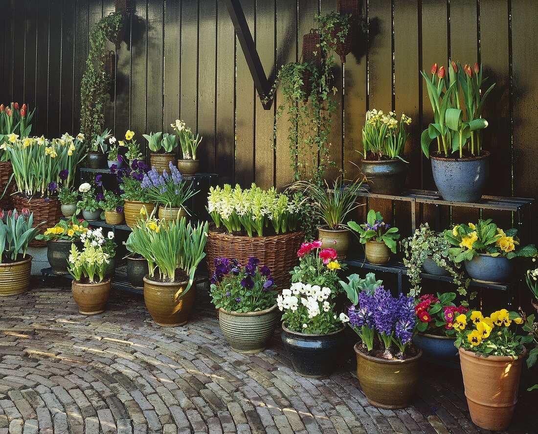 Verschiedene Frühlingsblumen in Körben und Töpfen