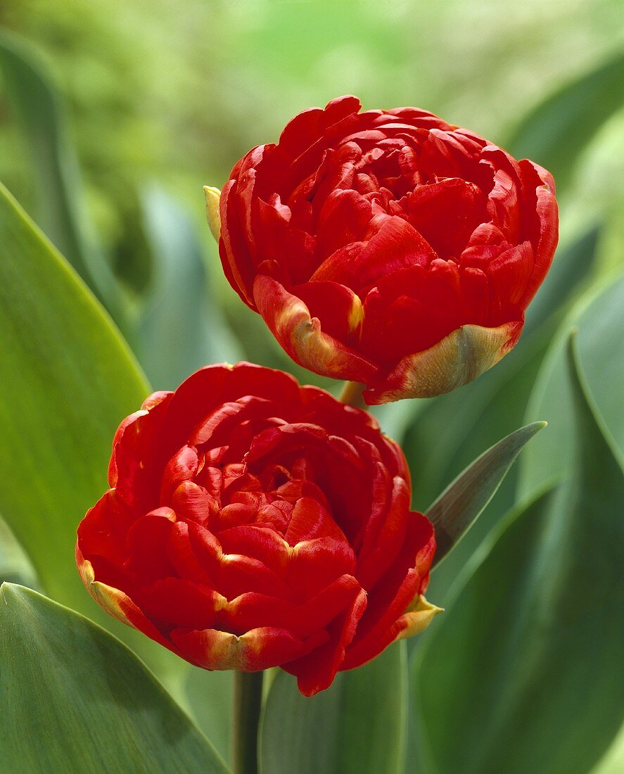 Red double tulips (variety 'Miranda')
