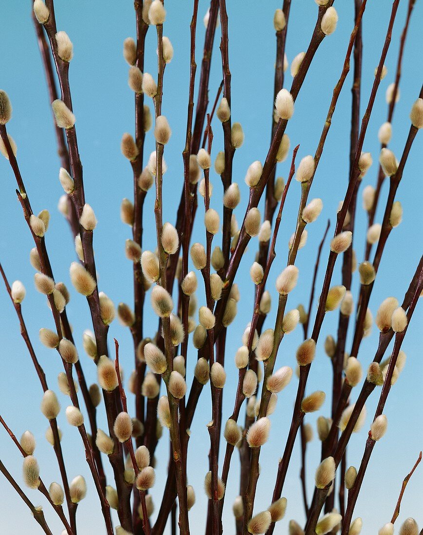Pussy willow branches