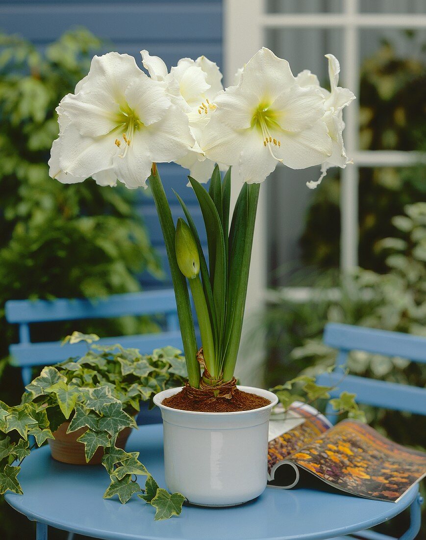 White amaryllis in flowerpot