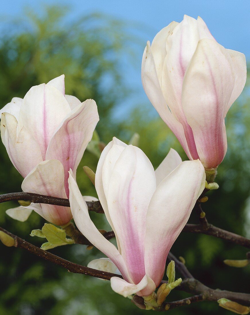 Drei Tulpenmagnolienblüten