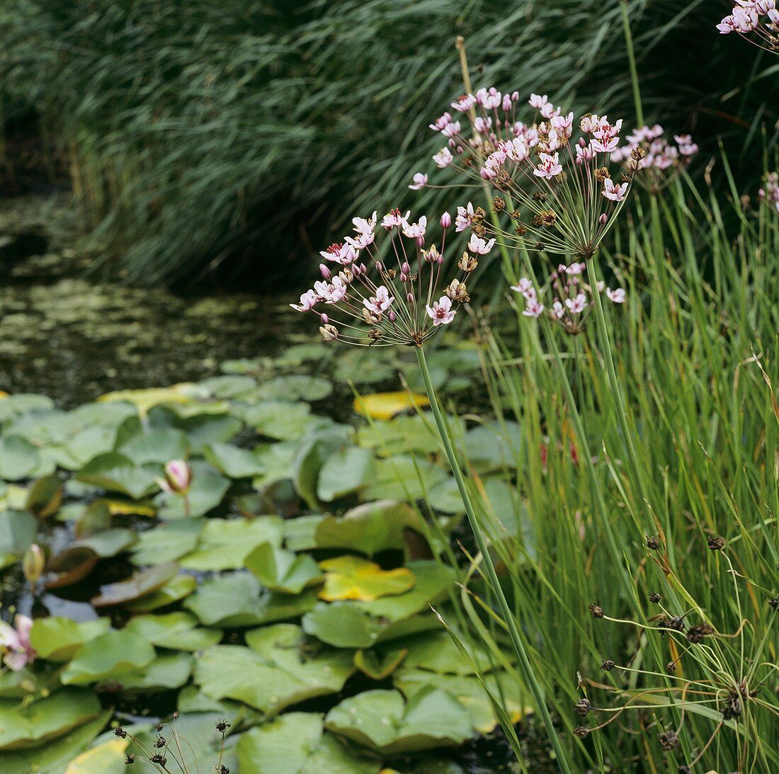 Schwanenblume (lat. Butomus Umbellatus) am Teich