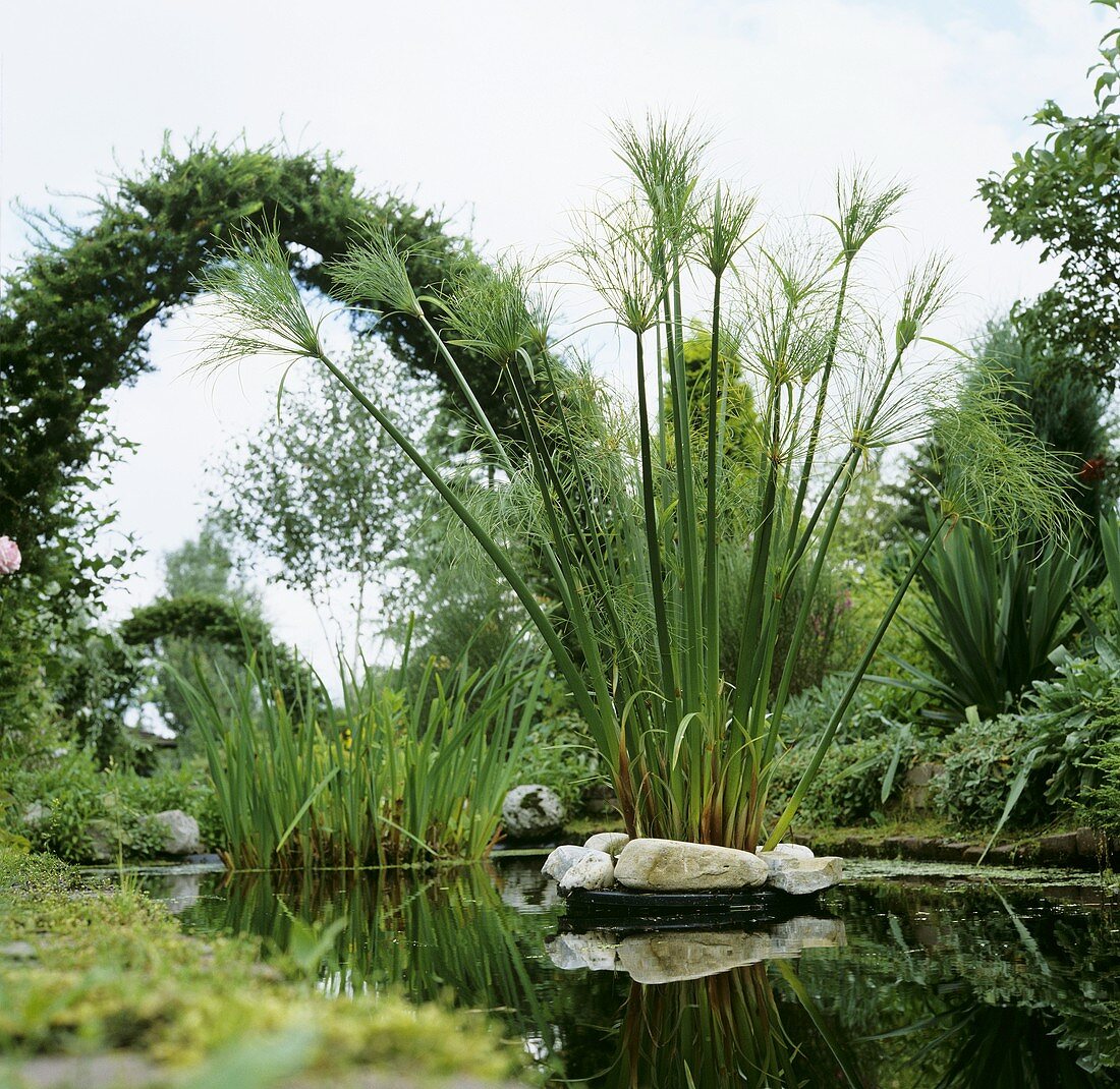 Pond with aquatic plants
