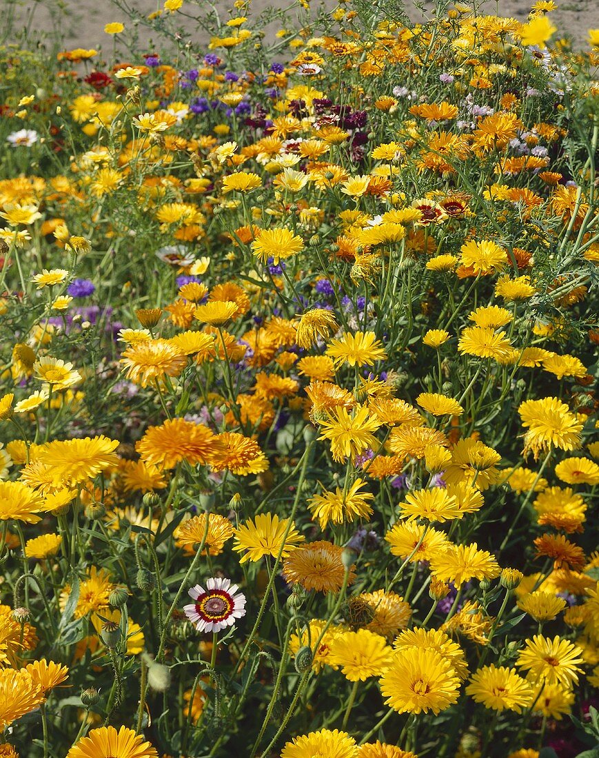 A sea of summer flowers