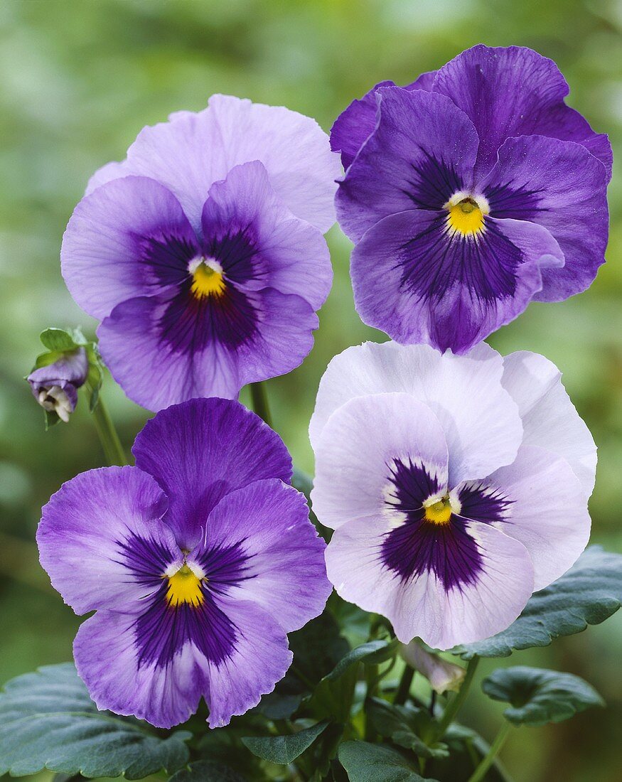 Purple pansies