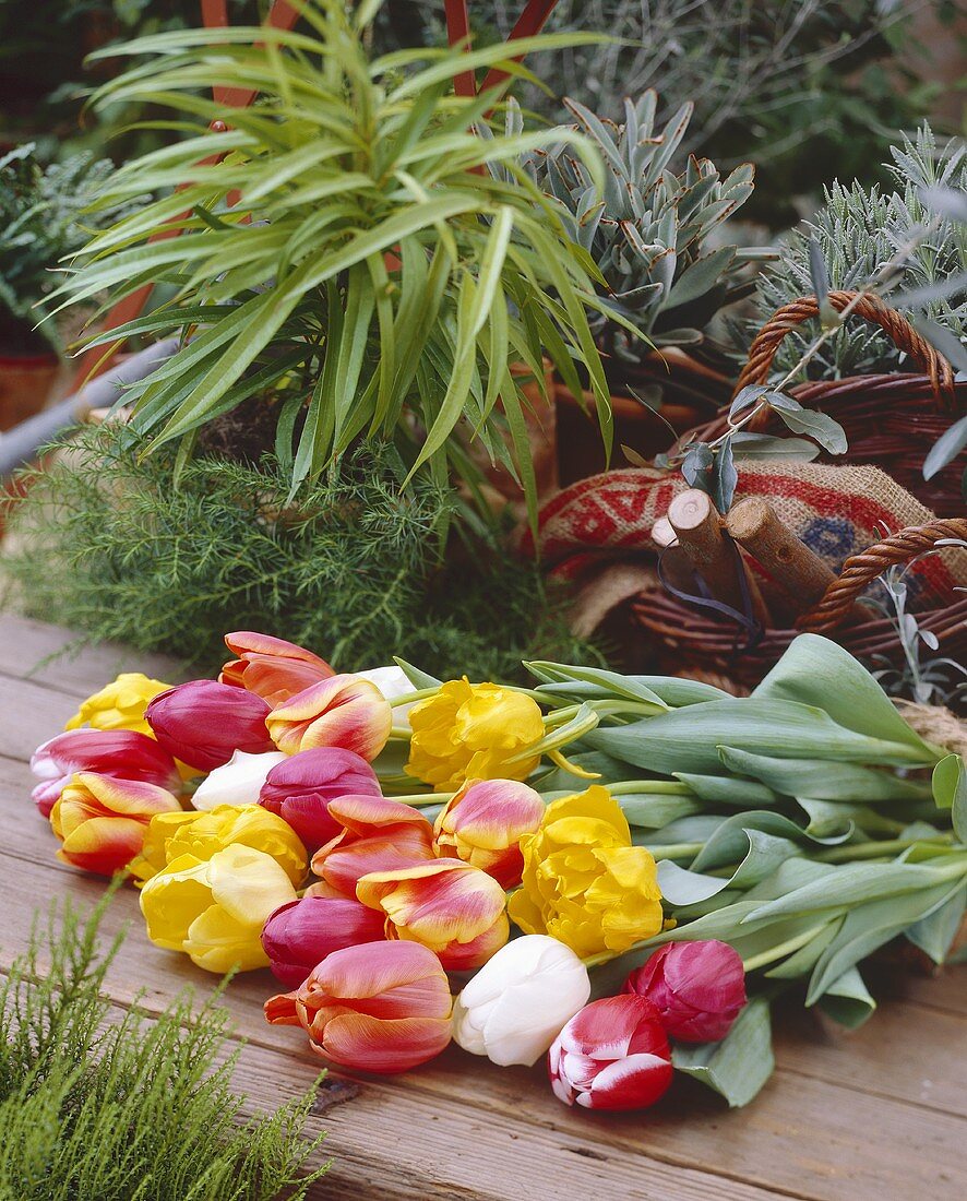 Bunch of tulips on wooden background in garden