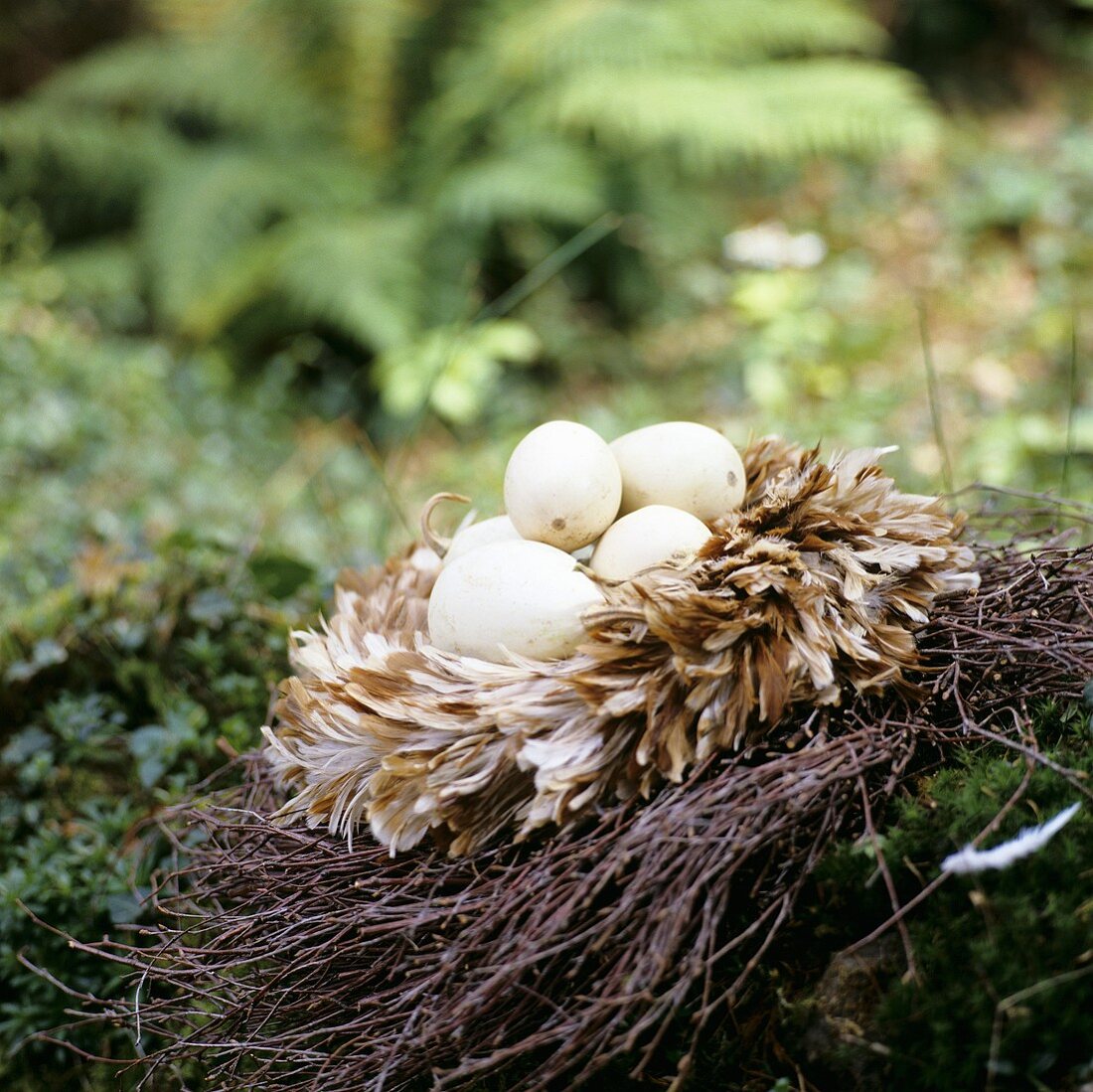 Nest aus Reisig und Federn mit weissen Kürbissen
