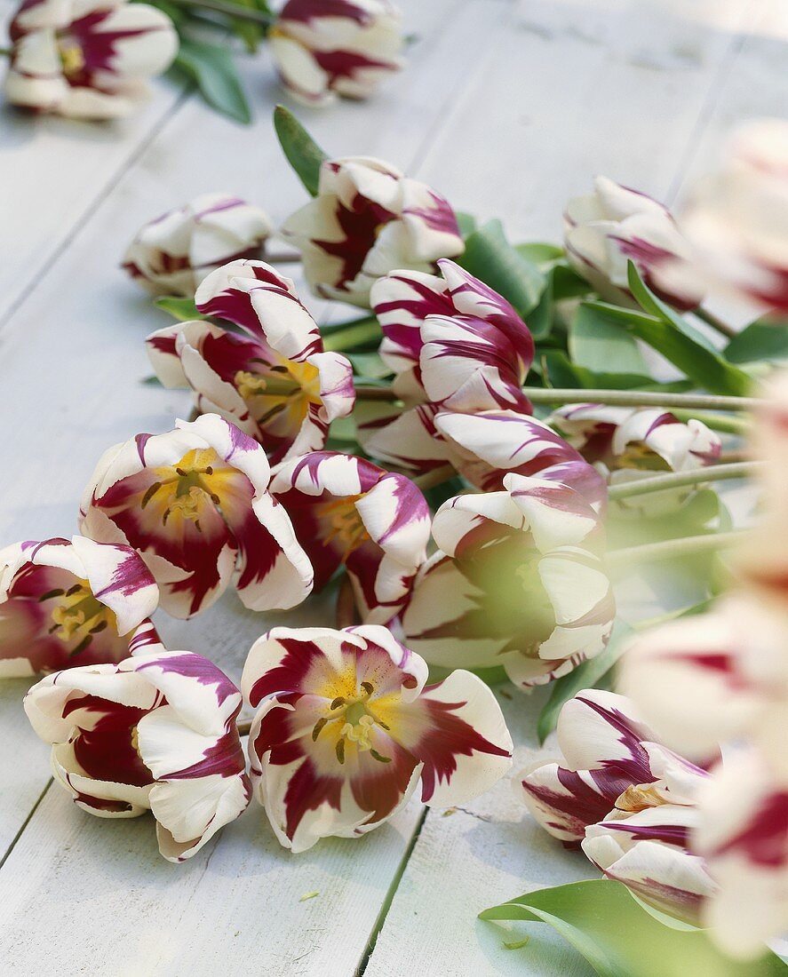 Weiß-purpufarbene Tulpen 'Zuriel'