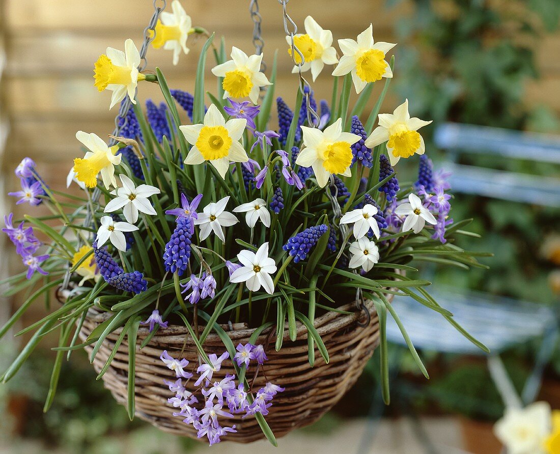 Narcissi, grape hyacinths and glory of the snow in hanging basket