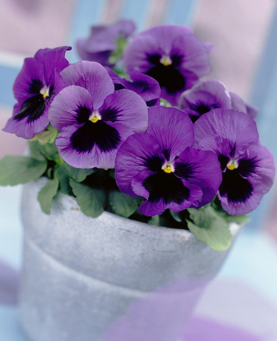 Purple pansies in a pot