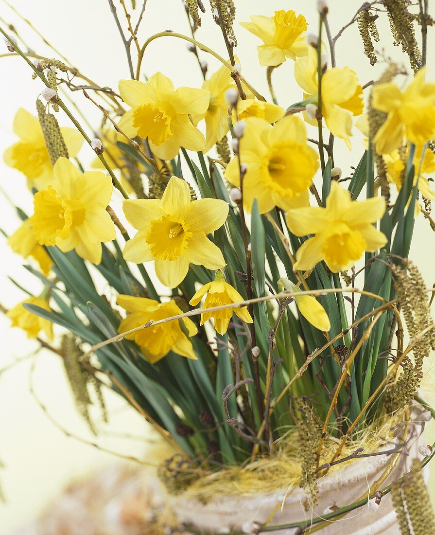 Yellow narcissi and willow twigs in pot