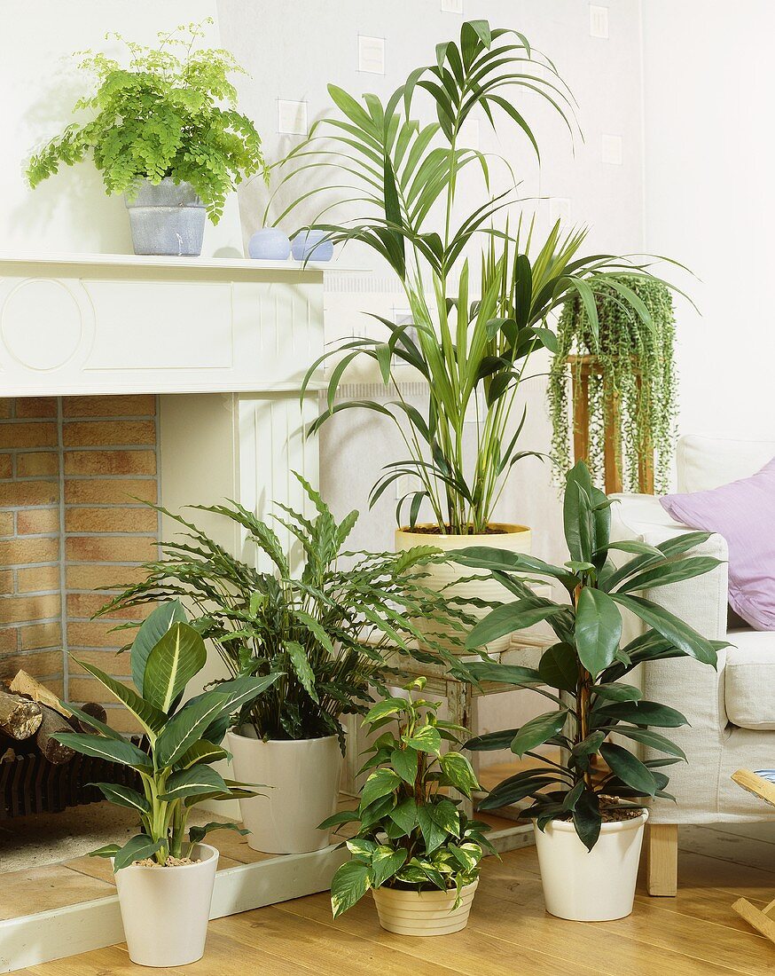 Various foliage houseplants