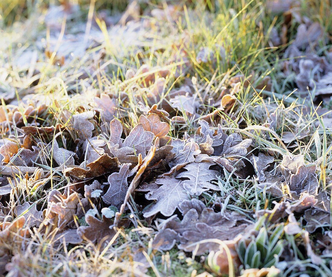 Frozen oak leaves on grass