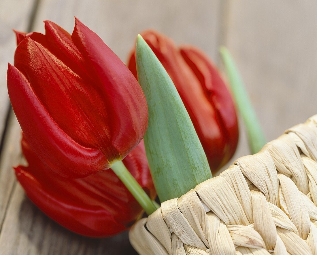 Rote Tulpen der Sorte Blushing Valery