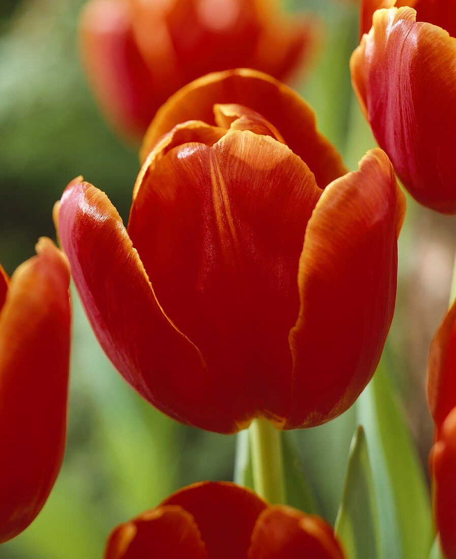 Tulpenblüten der Sorte Verandi