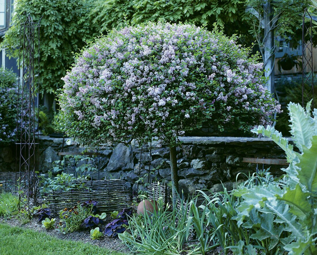 Fliederbusch im Garten