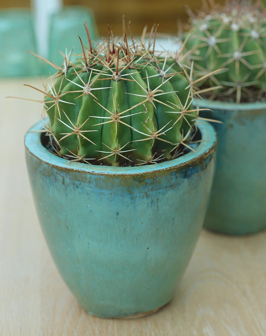 Cactus (Echinopsis leucantha)
