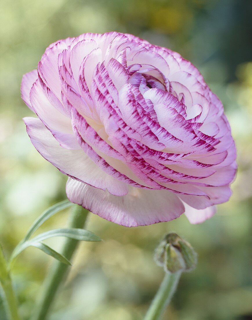 White ranunculus flower with pink-edged petals