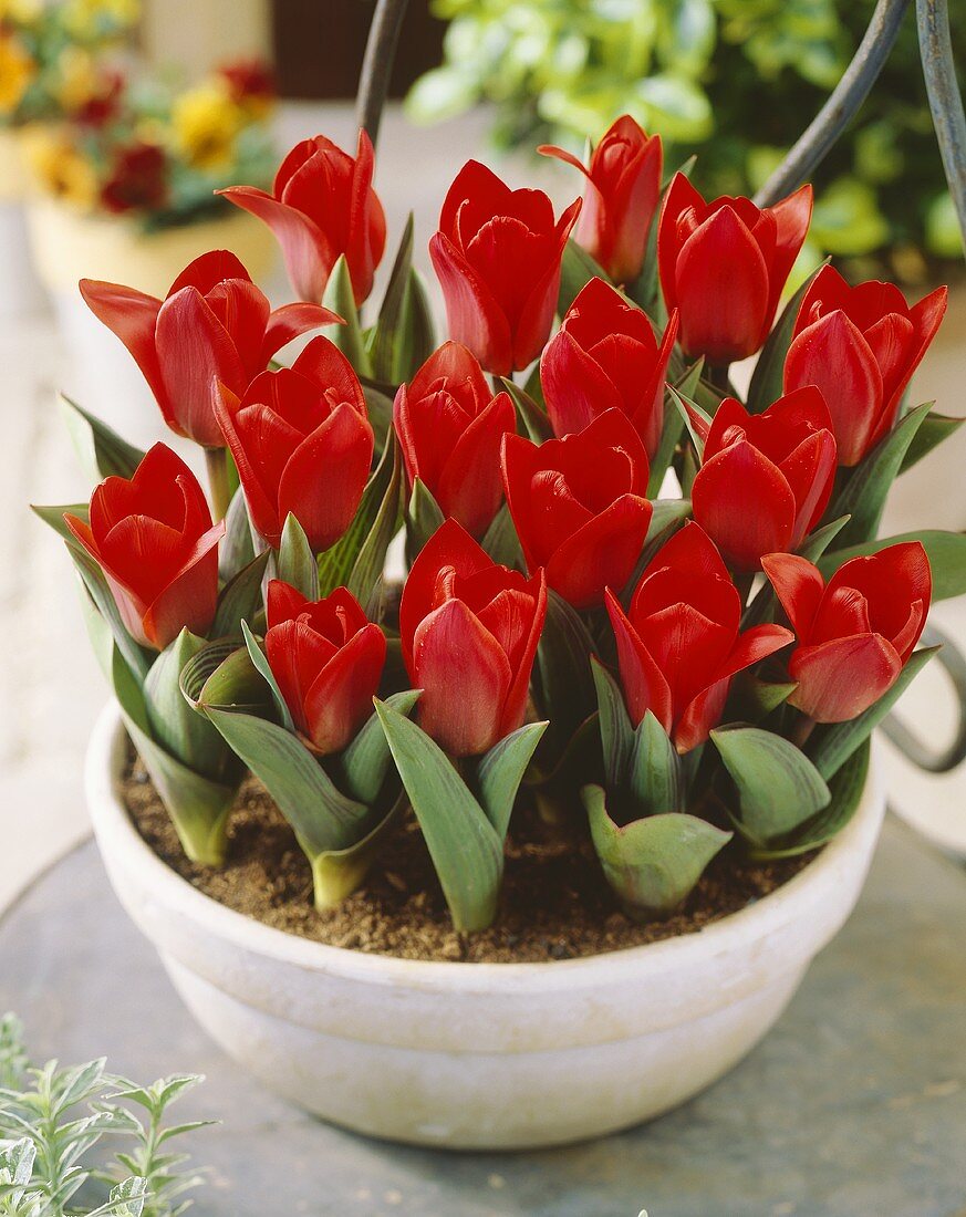 Dwarf red Kaufmannia tulips, variety 'Show Winner'