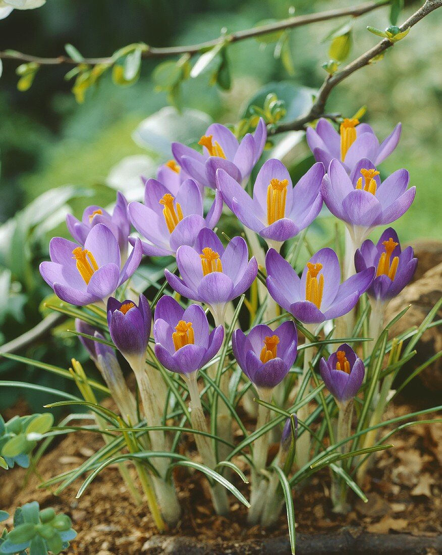 Purple woodland crocuses in flowerbed
