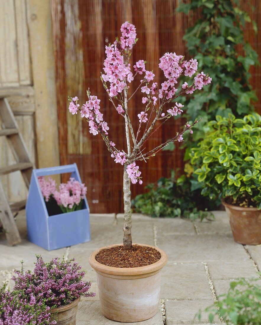 Small nectarine tree in pot on terrace