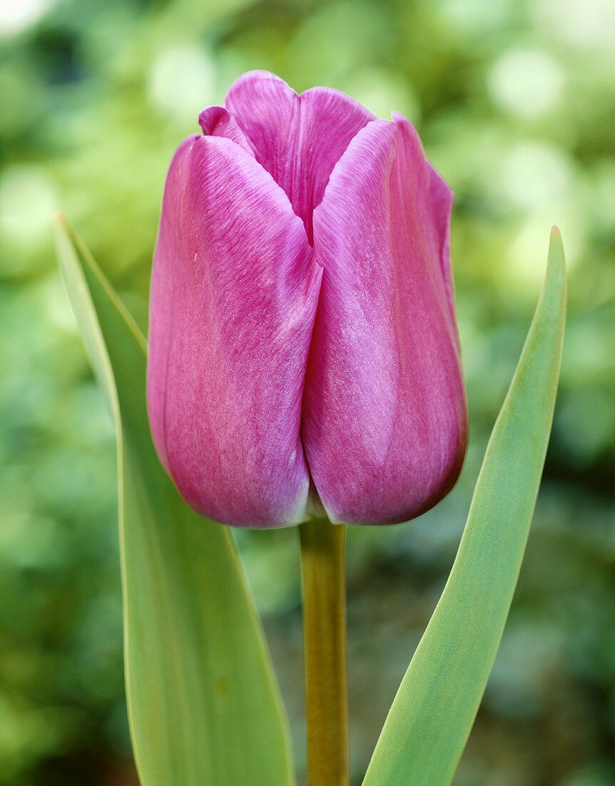 Purple tulip (Tulipa 'Seaworld')