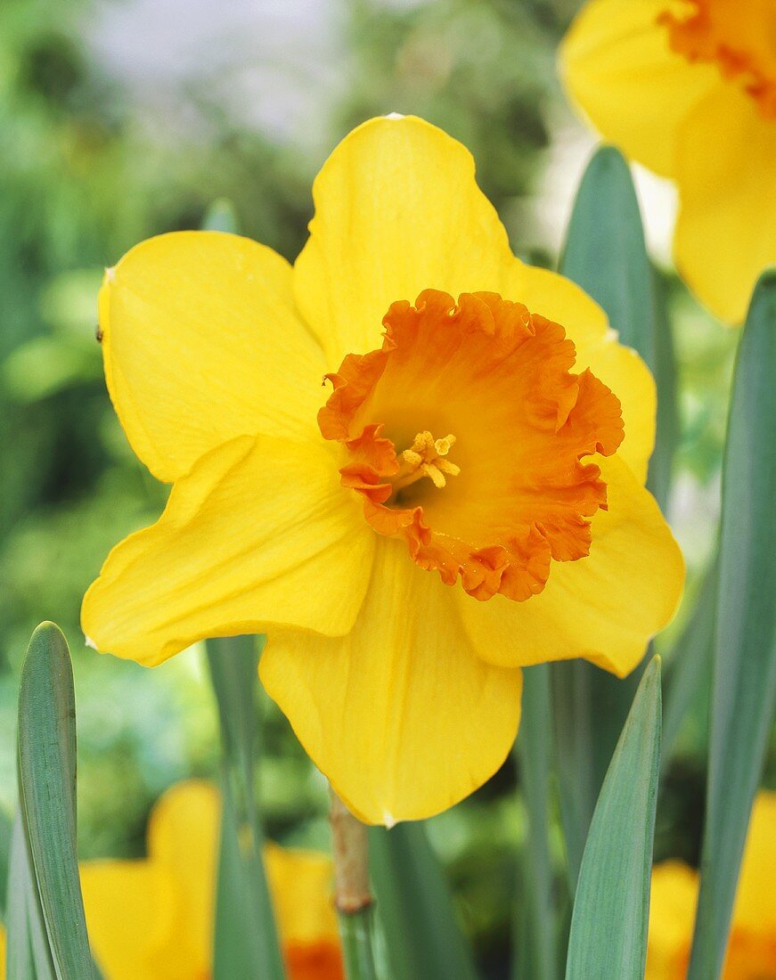 Narcissus, variety 'Orange Progress'