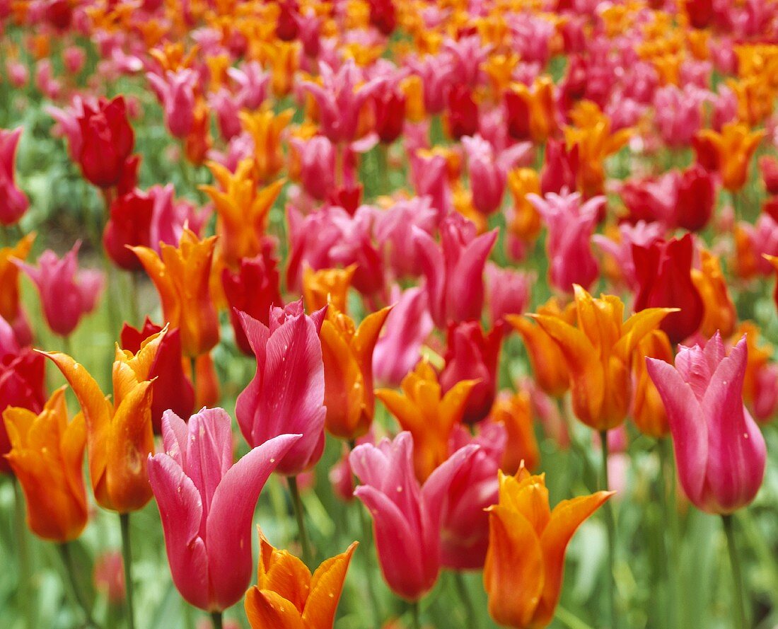 Tulpenfeld mit roten, rosa & orangefarbenen Tulpen