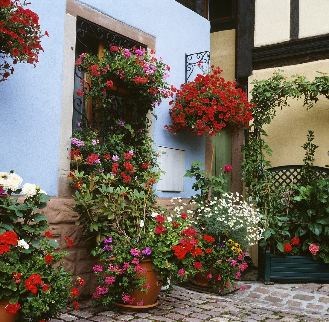 Interior courtyard with hanging baskets and container plants