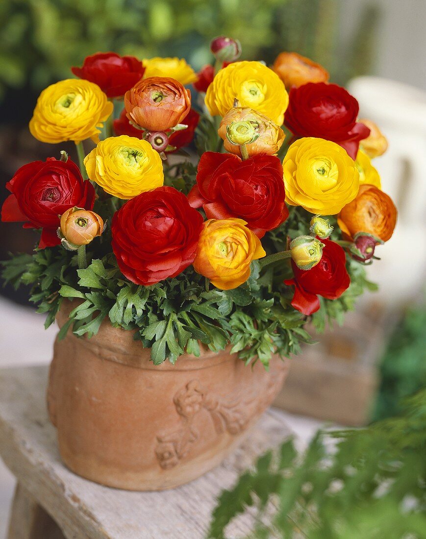 Yellow and red ranunculus in terracotta pot